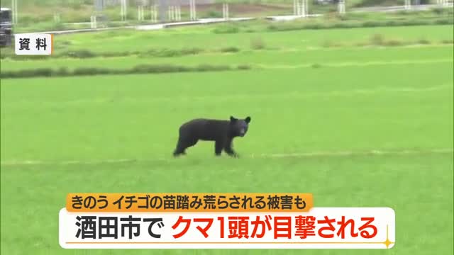 【クマ出没】酒田市浜中の火葬場近くで1頭目撃...ハウス内のイチゴの苗踏み荒らされる被害も　山形 画像