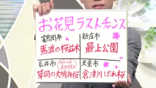 【エンドトーク】「倉津川のしだれ桜」　きょうの1枚＆ラストチャンスお花見スポット情報　山形 画像