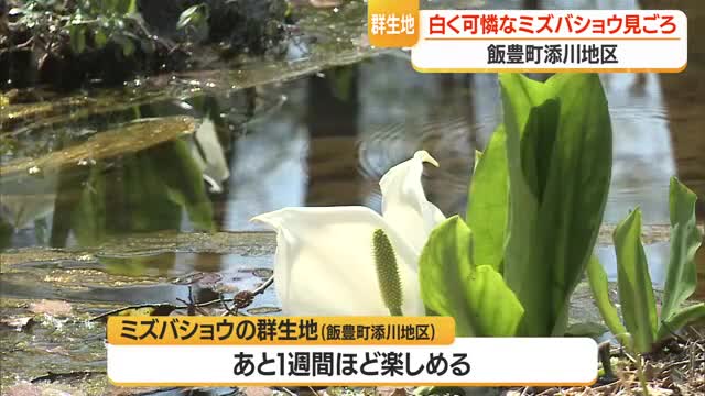 白くてかれんな花・ミズバショウの群生地見ごろ　住民中心に遊歩道を整備　山形・飯豊町 画像