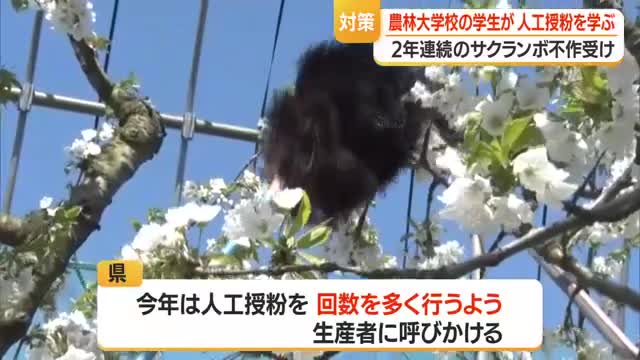 熟練農家に学ぶ...農林大学生がサクランボ結実対策実習　山形・東根市 画像