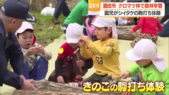 「大きくなあれ！」　園児がキノコの駒打ち・食べられるのは2年後　山形・酒田市 画像