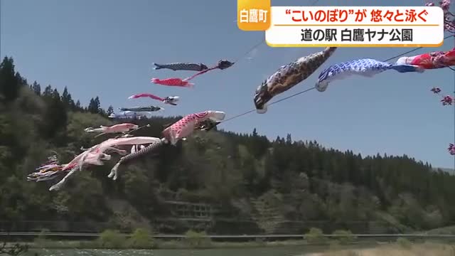 川の上を雄大に泳ぐ150匹の「こいのぼり」・39年前から続く風物詩　山形・白鷹町 画像
