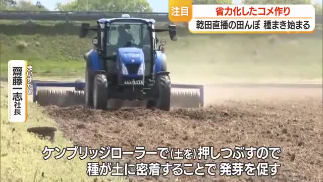 乾いた田んぼに直接種もみをまく