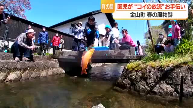 全長4.5キロ　疎水百選・金山大堰で越冬したコイの引っ越し　体長1メートル級の大物も　山形・金山町 画像