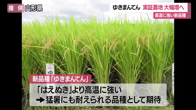 高温に強い「ゆきまんてん」実証農地29カ所→73カ所に増やす計画・栽培マニュアル作成　山形 画像