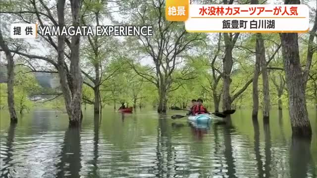 湖面から木々が生えているような神秘的な景色・白川湖の水没林　カヌーツアー人気　山形・飯豊町 画像