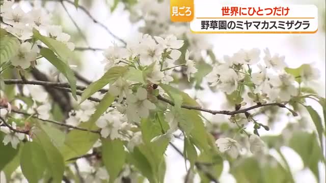 世界にここだけ！　ミヤマカスミザクラ見ごろ　緑の葉にかれんな白い花びらが映える　山形市・野草園 画像