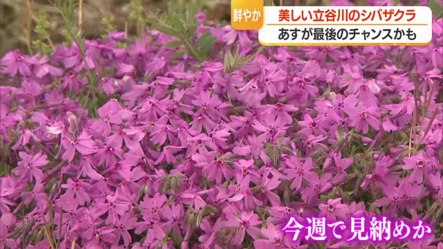 立谷川河川敷に鮮やかなピンク色のシバザクラ・見ごろ終盤　遅咲き八重桜とともに楽しめる　山形 画像