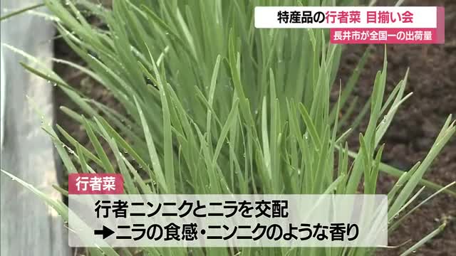 全国一の生産量を誇る長井市の「行者菜」目揃い会...暖かく例年より早い出荷開始【山形】 画像