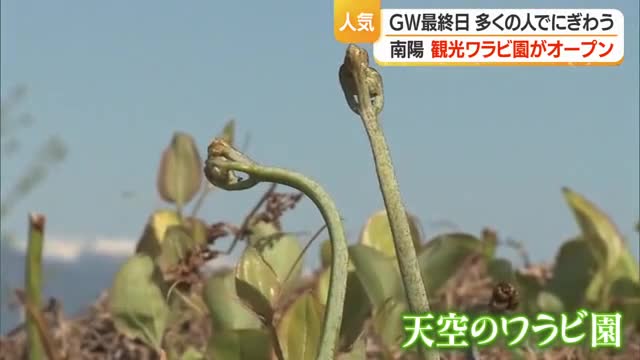 「天空のワラビ園」として人気...南陽市・観光ワラビ園がオープン　連休最終日賑わう　【山形】 画像