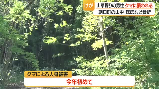 体長1メートルのクマに襲われ顔骨折などけが・70歳男性命に別条なし　山菜採りで山へ　山形・朝日町 画像