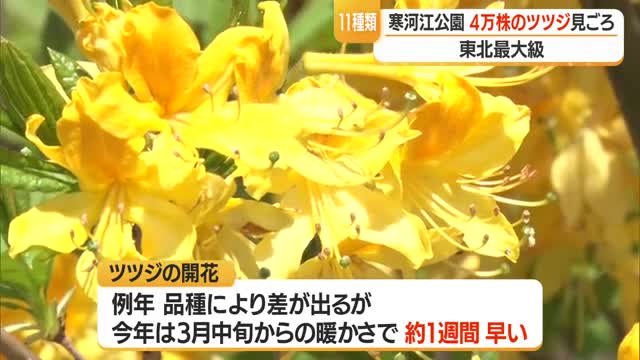 東北最大級約4万3000株のツツジ見ごろ・遅咲きツツジも開花し一気に楽しめる　山形・寒河江公園 画像
