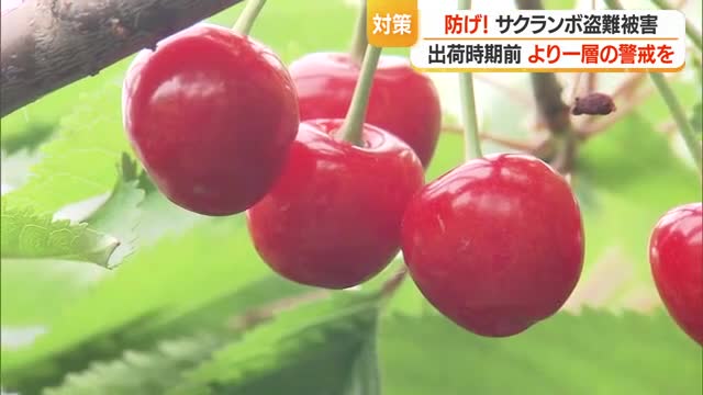 2025年サクランボ盗難被害375キロ・185万5000円相当...過去10年間で最大・未然防止を　山形 画像
