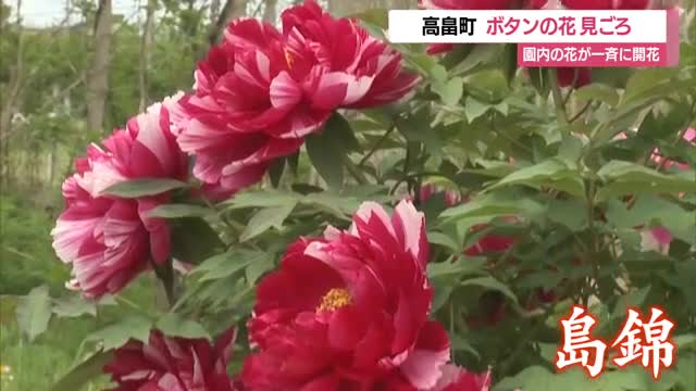 色とりどり約260種類・700株ボタン見ごろ　例年より10日早く開花・遅咲きはこれから　山形・高畠町 画像
