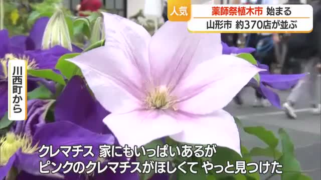 日本三大植木市の1つ「薬師祭植木市」始まる　バラエティ豊かな約370の店立ち並ぶ　山形市 画像