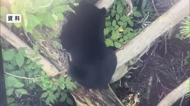 【クマ出没】米沢で体長80センチ・村山で体長1メートルのクマ目撃相次ぐ　注意呼びかけ　山形 画像