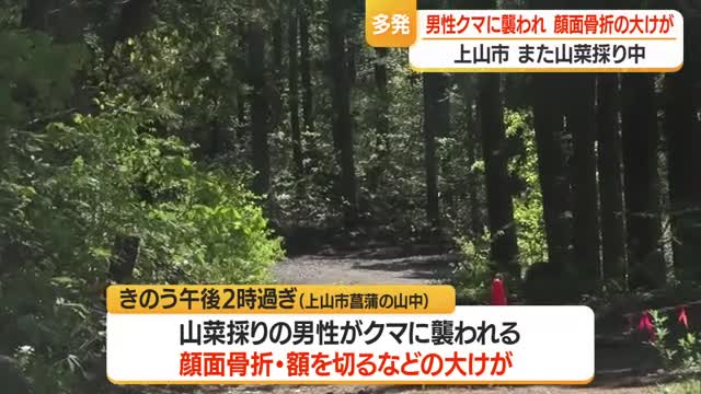 また山菜採り中の男性が…上山市菖蒲の山中でクマに襲われ顔面骨折の大けが　山形 画像