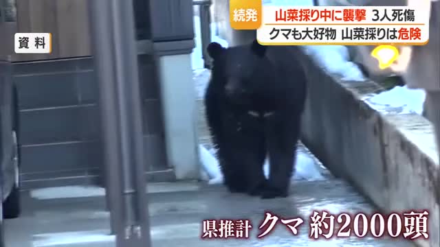 【専門家に聞く】クマも山菜が大好物　山菜採り自体がクマ遭遇率高く危険　2026年は活動開始早い　山形 画像