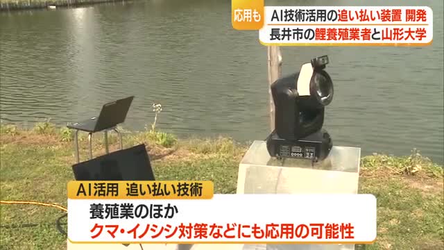 池のコイ5分の4を鳥に食べられ死活問題　AI活用