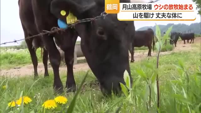 月山高原牧場でウシの放牧始まる　出産に適した強い骨格に・体重平均70キロ増加も　山形・鶴岡市 画像