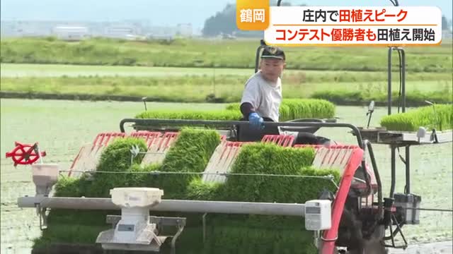 庄内で田植えピーク　「鶴岡ごはん日本一」最優秀賞の庄内おばこ農場・齋藤優幸さんの「つや姫」も　山形 画像