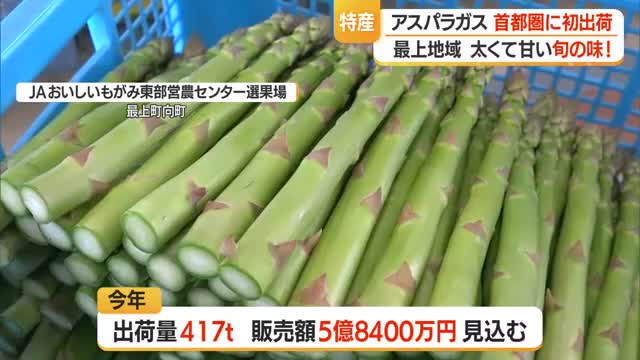 太くて甘～い最上町のアスパラガス出荷最盛期　ひょう・霜・強風乗り越え417トン出荷見込む　山形 画像