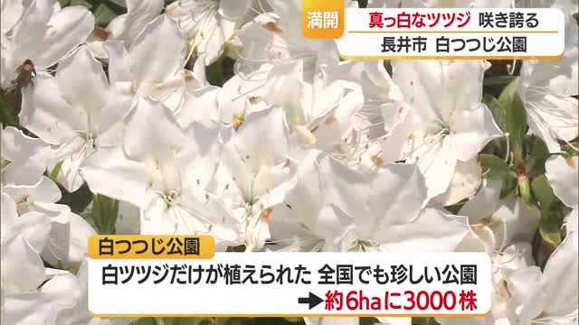 長井市白ツツジ公園の白ツツジが見ごろ　山形・長井市 画像