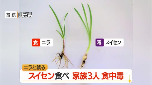 スイセン食べ腹痛・嘔吐…家族3人が食中毒　ニラと間違いみそ汁に　山形・東置賜郡 画像