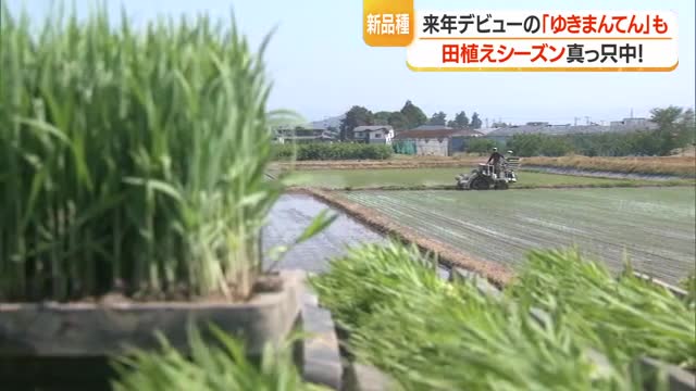 田植えシーズン真っただ中　2027年デビュー「ゆきまんてん」も・猛暑に耐える品種として期待　山形 画像
