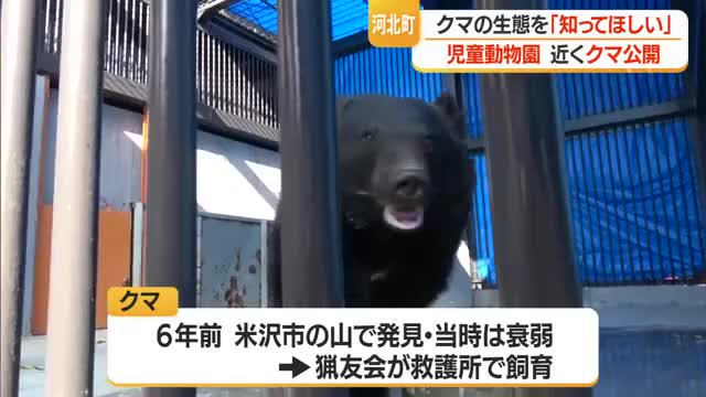「怖いだけでない生態知って」安全対策徹底してツキノワグマ展示・5月末一般公開　山形・河北町児童動物園 画像