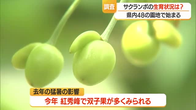 春先の高温で平年より1週間ほど早いサクランボの生育　一部では霜被害の影響で実の付きにばらつき　山形 画像