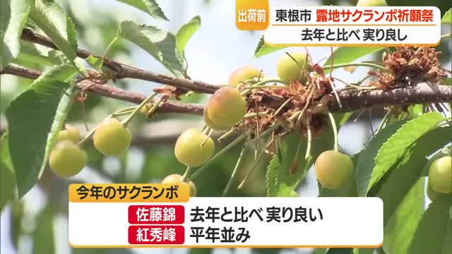 「今年こそは！」2年続いた不作乗り越え意気込む　東根の佐藤錦は実り良し・紅秀峰は平年並み　山形 画像