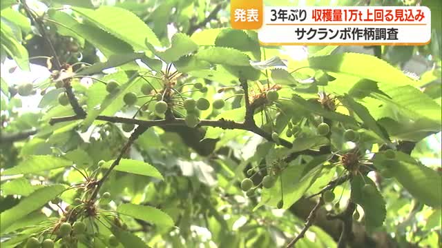 不作から脱却・サクランボ収穫量3年ぶり1万トン超え見込み　作柄の5段階評価取りやめ　山形 画像