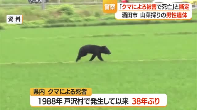 県内38年ぶりクマによる死者…山菜採りで酒田の山に入り死亡・駆除したクマから男性のDNA　山形 画像