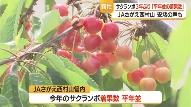 サクランボ「3年ぶり平年並み着果数」に安堵　JAと警察が連携し盗難対策も強める　山形・寒河江市 画像