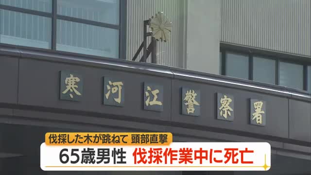大江町の山林で労災死亡事故　伐採中の木が頭にぶつかり65歳の男性死亡　山形 画像