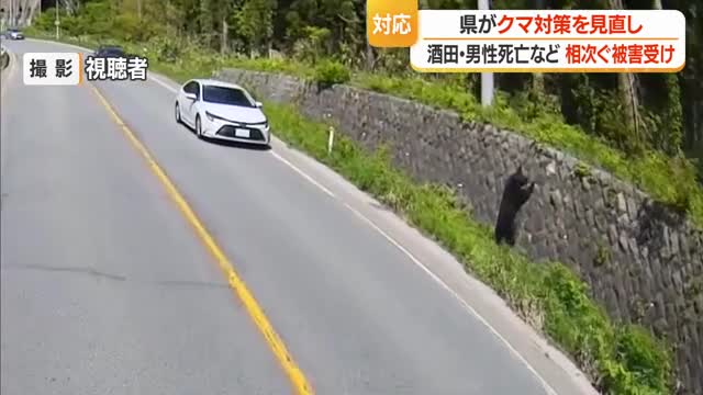 山形県 クマ対策を見直しへ 「特別警報」の設定を予定 画像