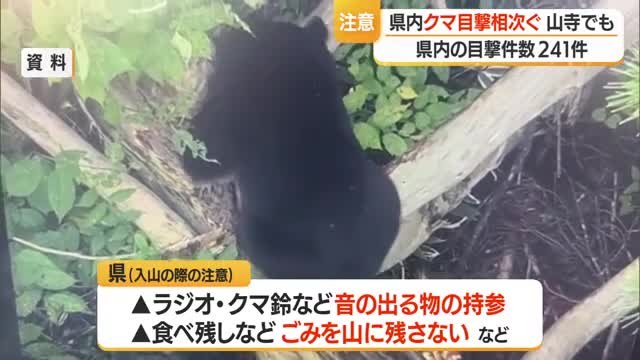 【クマ出没】今季初サクランボの食害　東根・山寺・新山・間沢スキー場で目撃　山形 画像