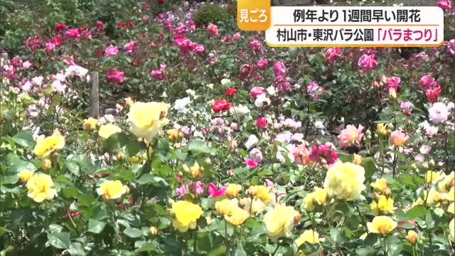 750品種・約2万株のバラ　東沢バラ公園で「バラまつり」始まる・7月5日まで　山形・村山市 画像
