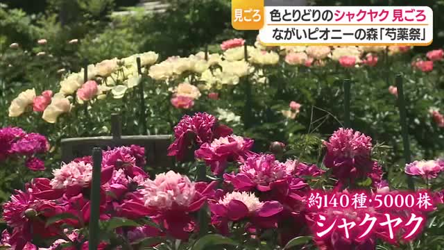 約140種・5千株のシャクヤク華やかに　ながいピオニーの森で恒例の「芍薬祭」　山形・長井市 画像