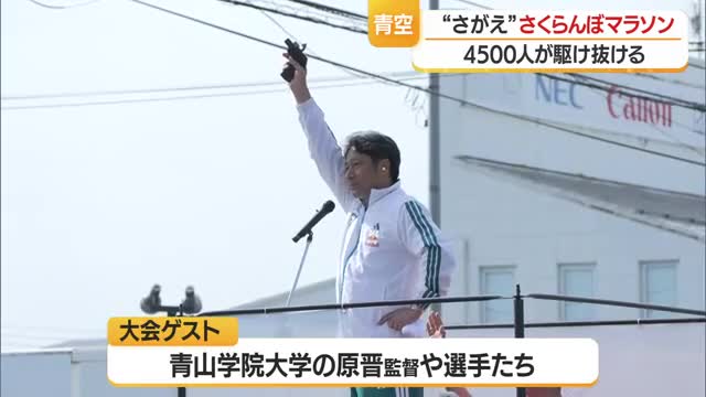 全国から参加したランナーが爽やかな汗　「さがえ」さくらんぼマラソン　山形・寒河江市 画像