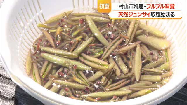 ぬるぬる・シャキシャキ　箱舟に乗り初夏の味覚ジュンサイ摘み始まる　7月末まで楽しめる　山形・村山市 画像