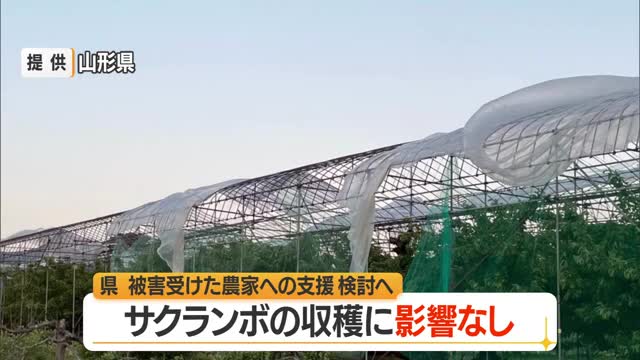サクランボの雨よけハウス強風による被害にJAが緊急要請・全体の約18％で被害　東根・天童中心　山形 画像