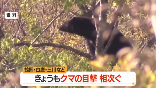 山形県内でクマの目撃相次ぐ...鶴岡市では同じ場所で2回目撃　山形 画像