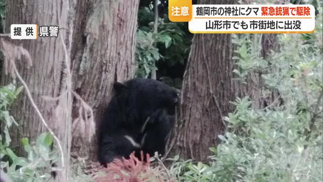 【クマ出没】鶴岡の神社敷地内で緊急銃猟・体長1メートル成獣1頭　目撃279件・前年比1.5倍　山形 画像
