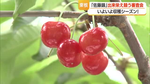 佐藤錦の着果量申し分なくレベル高い出来栄え　2年連続のサクランボ不作乗り越え審査会　山形・東根市 画像
