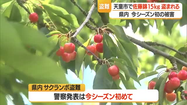 今季初サクランボ盗難被害...佐藤錦15キロ・10万円相当　手の届く枝から軸ごと取られる　山形・天童市 画像