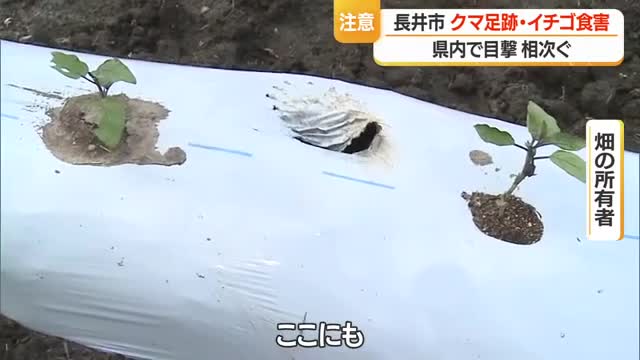 【クマ出没】足跡くっきり長井市の畑でイチゴ食べられる被害　親子のクマ2頭など県内各地で目撃　山形 画像