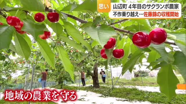 3年連続赤字乗り越えようやくたわわに実ったサクランボ収穫・就農4年若手農家の意地と執念　山形・山辺町 画像