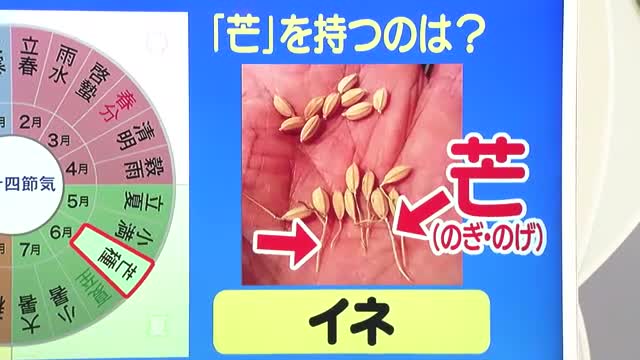 【天気／山形】芒（のぎ）を持つのはイネ＆週末の詳しい天気　中村友祐気象予報士の天気予報(2) 画像